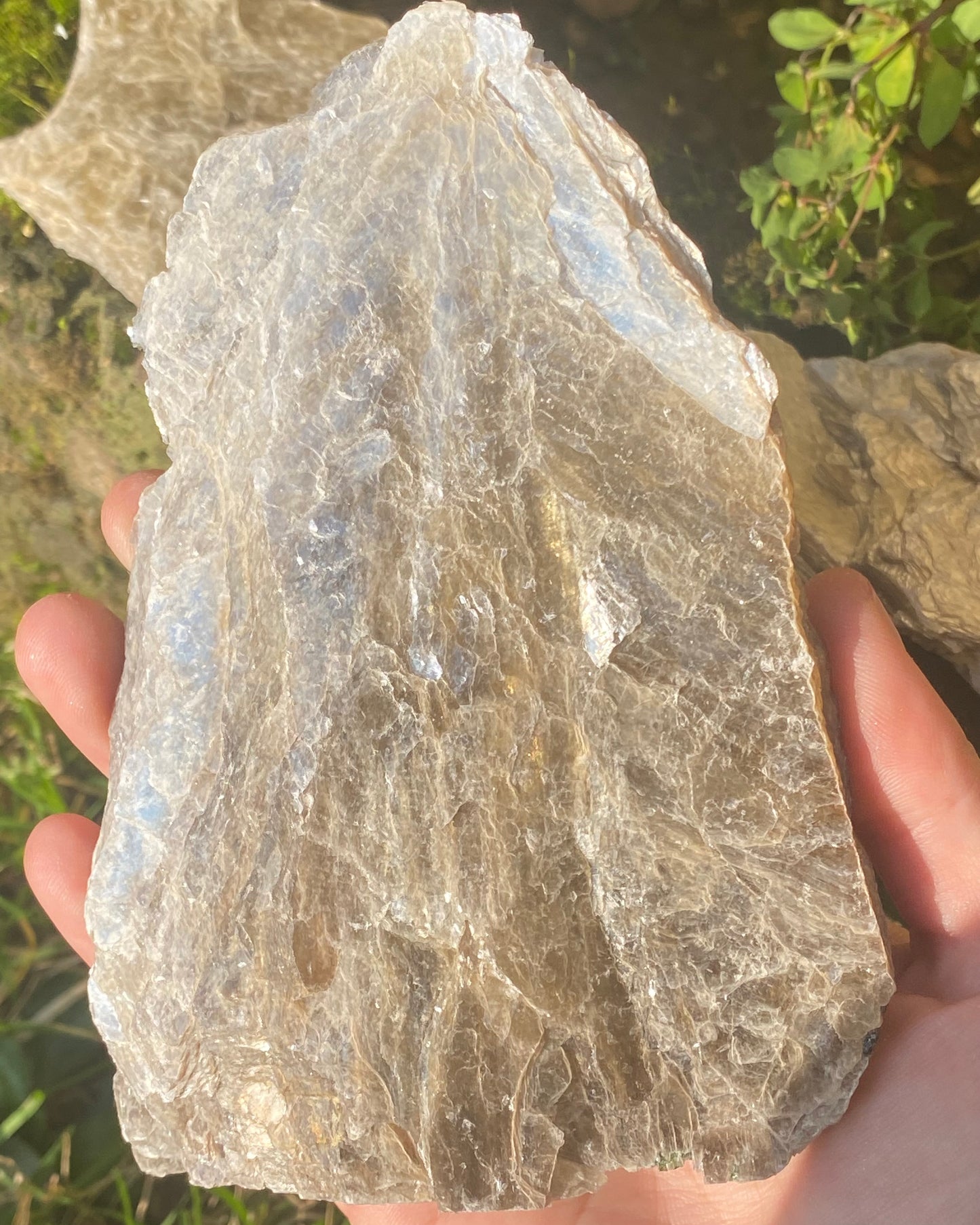 Mica dorata