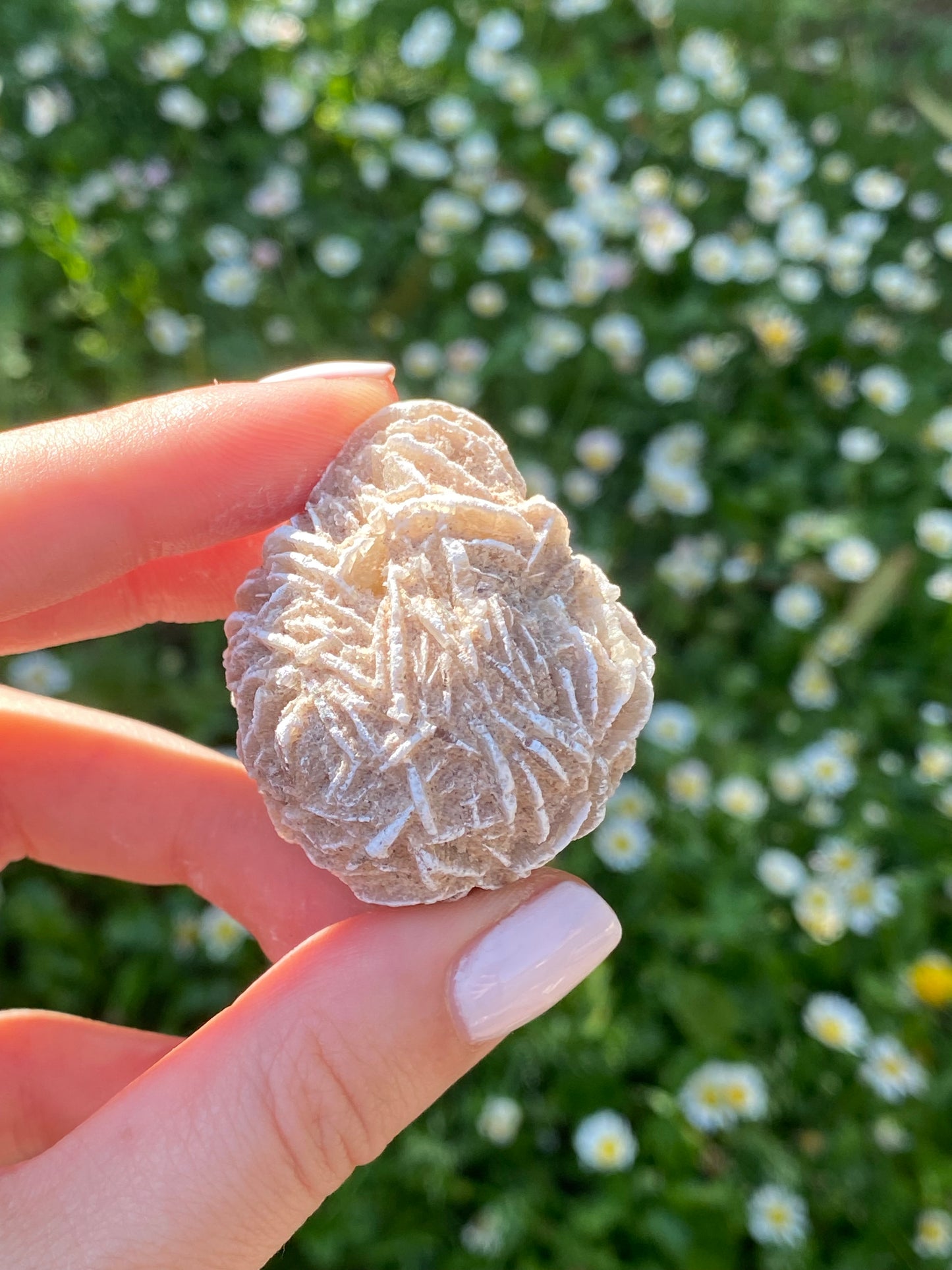 Rosa del deserto