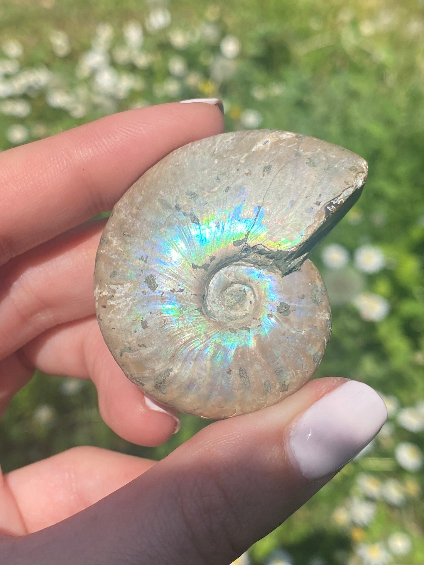 Ammonite fossile