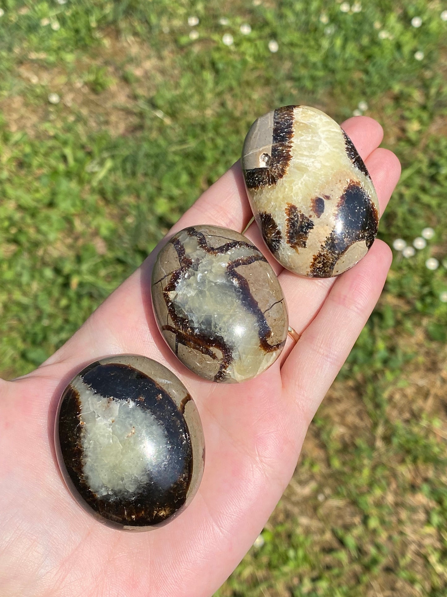Palmstone in Septaria