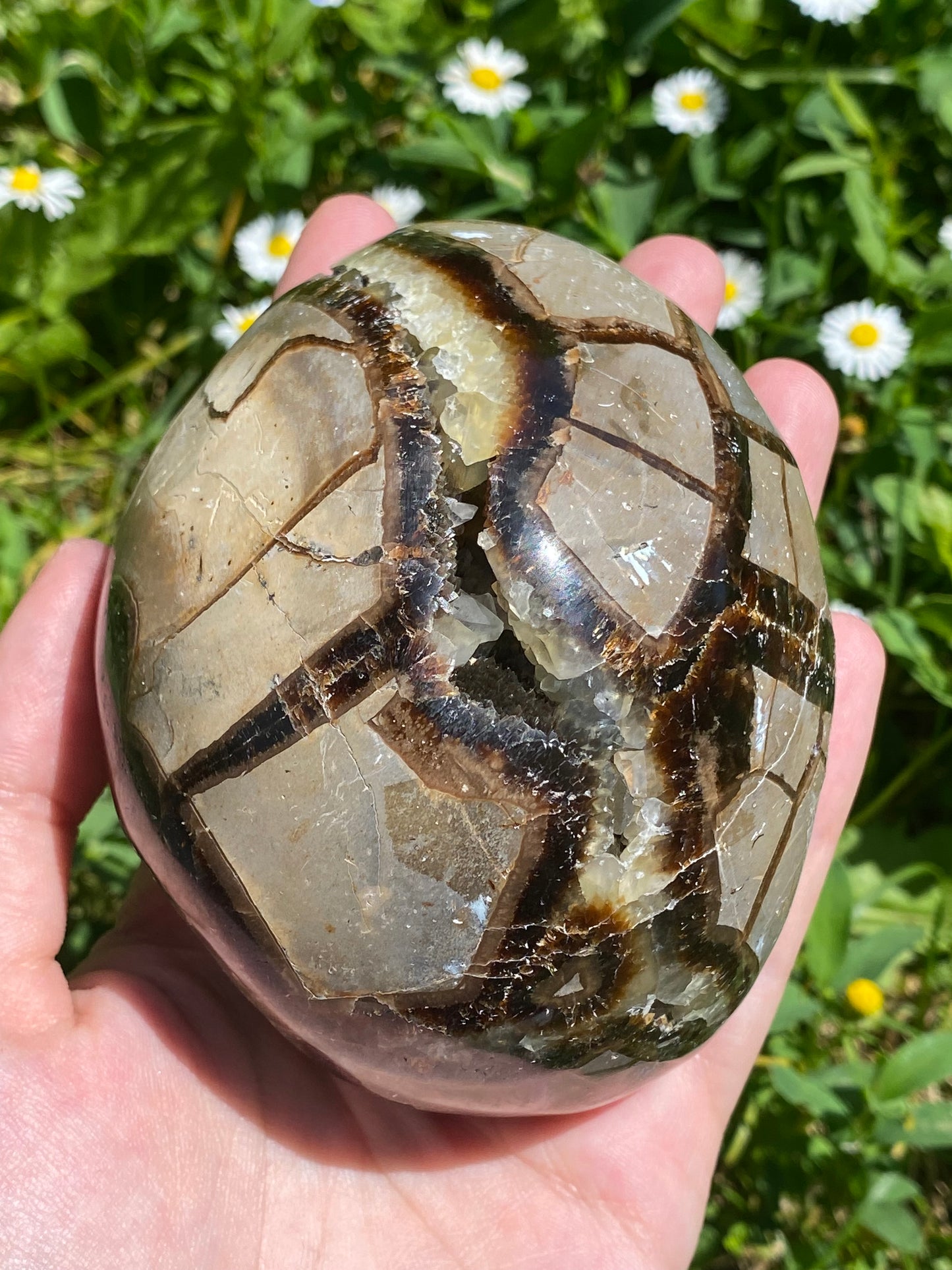 Uovo septaria con drusa in calcite
