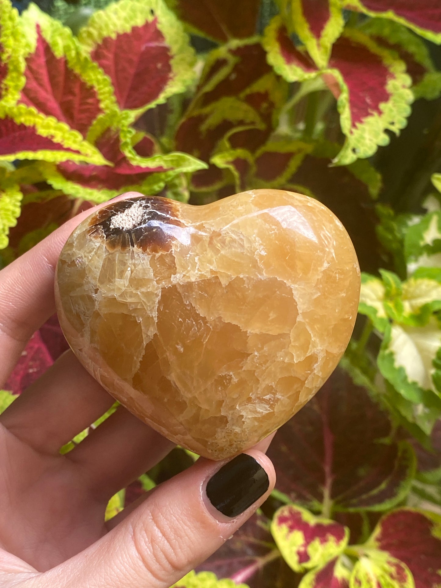 Cuore in septaria