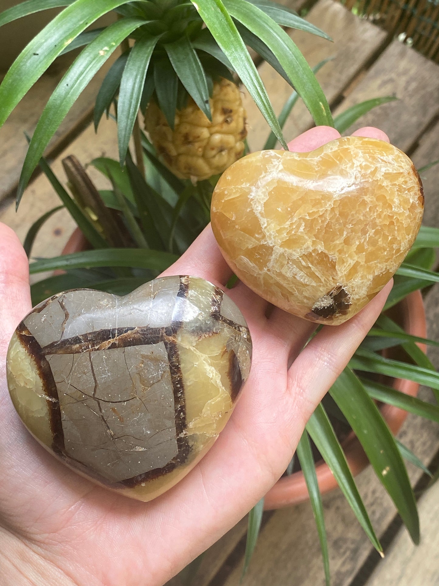 Cuore in septaria
