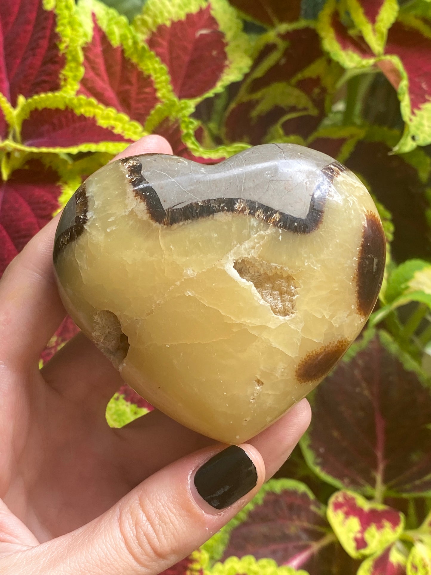 Cuore in septaria