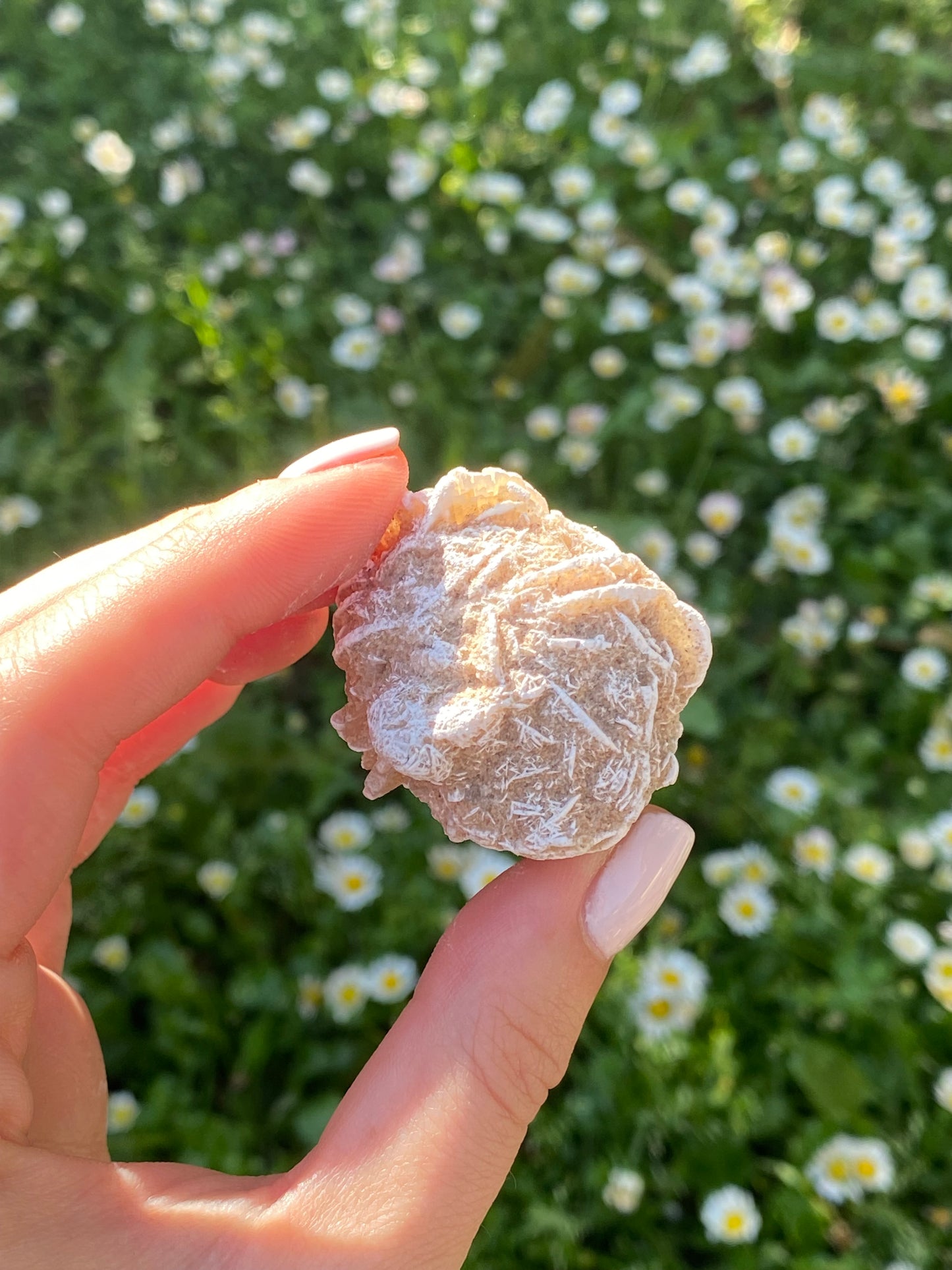 Rosa del deserto
