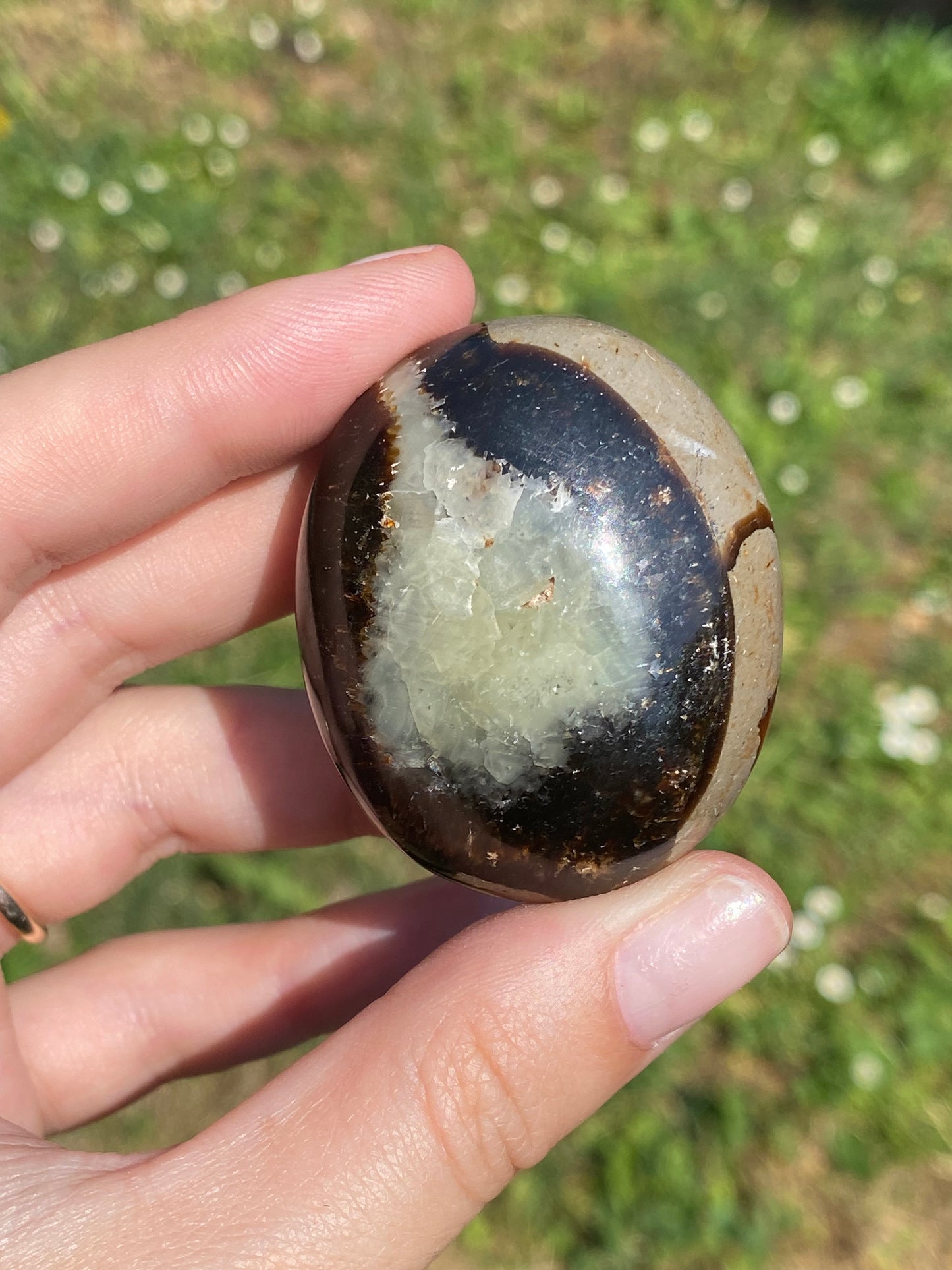 Palmstone in Septaria
