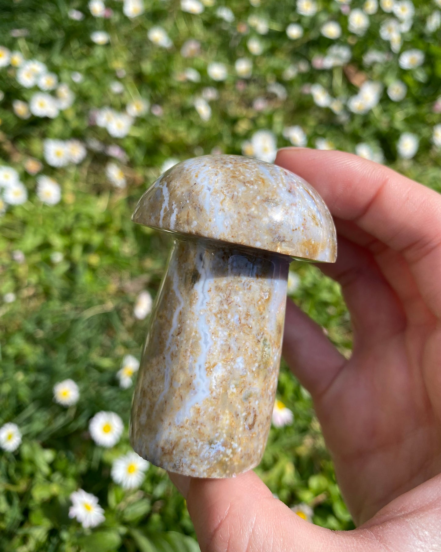 Fungo in diaspro oceano