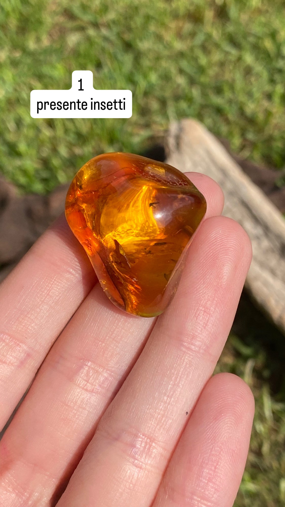 Ambra baltica 6gr