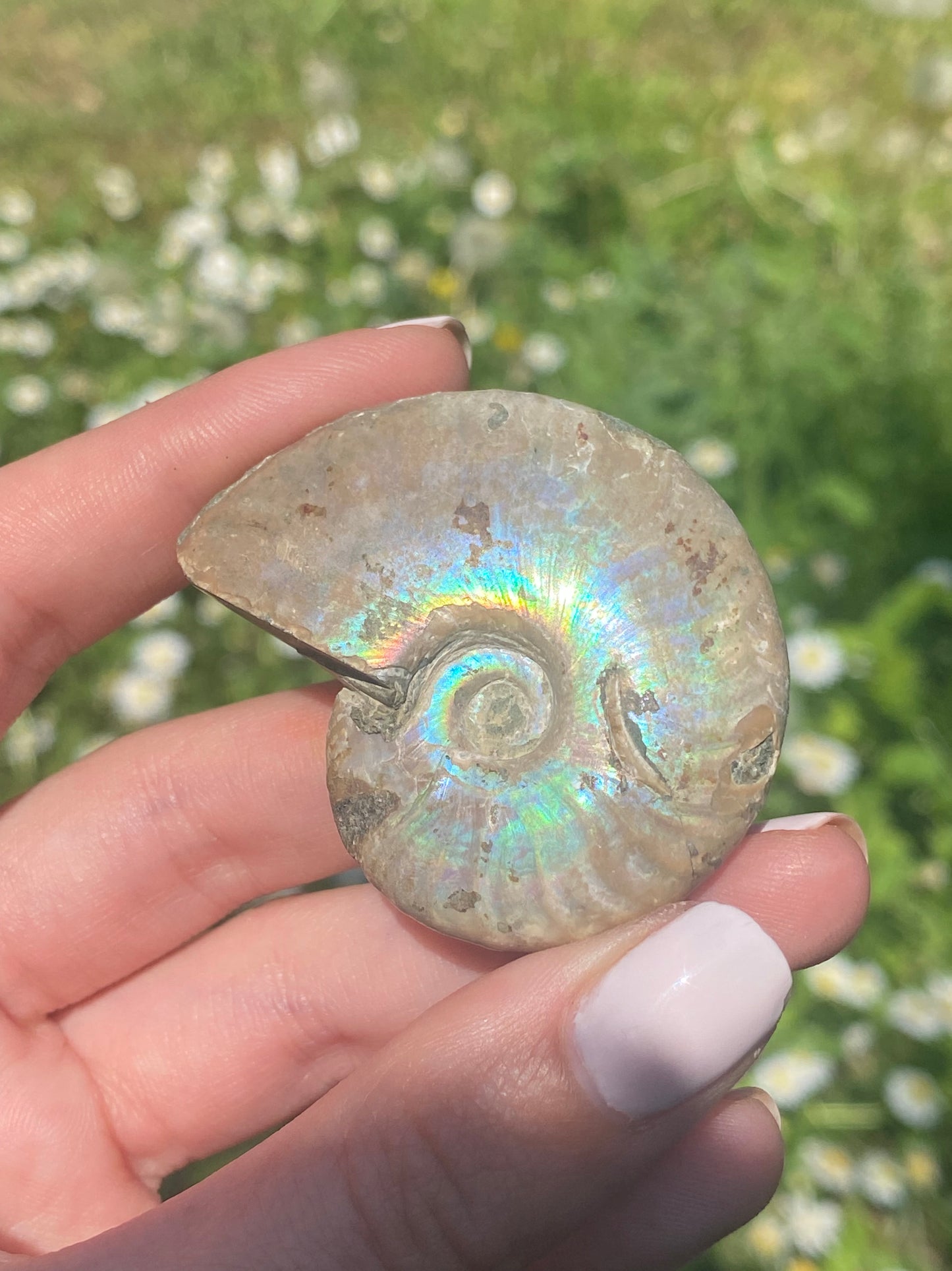 Ammonite fossile