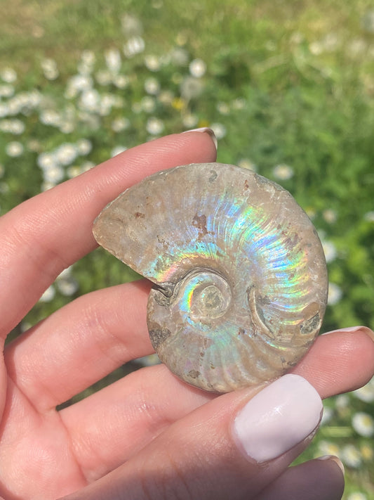 Ammonite fossile