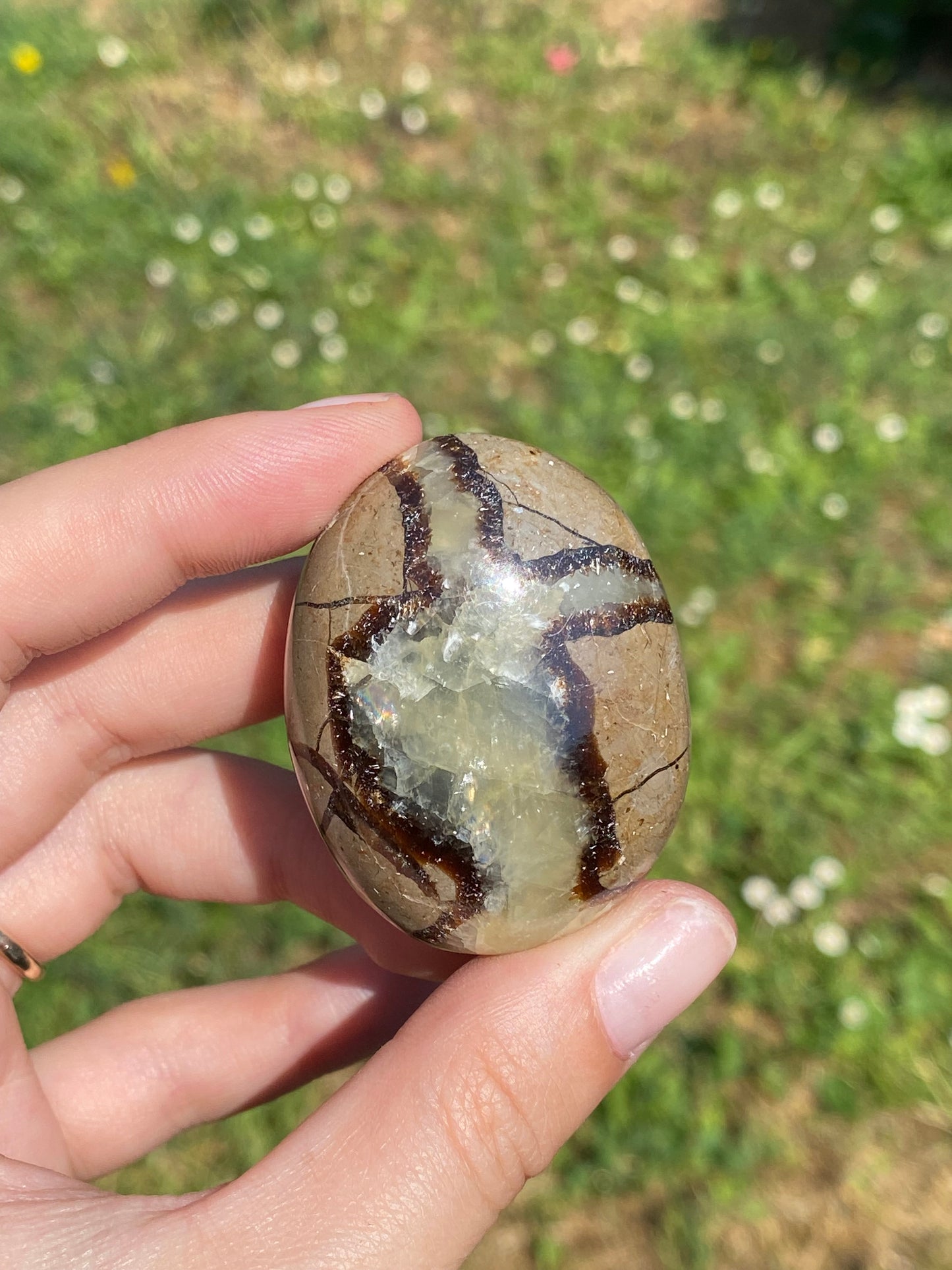 Palmstone in Septaria