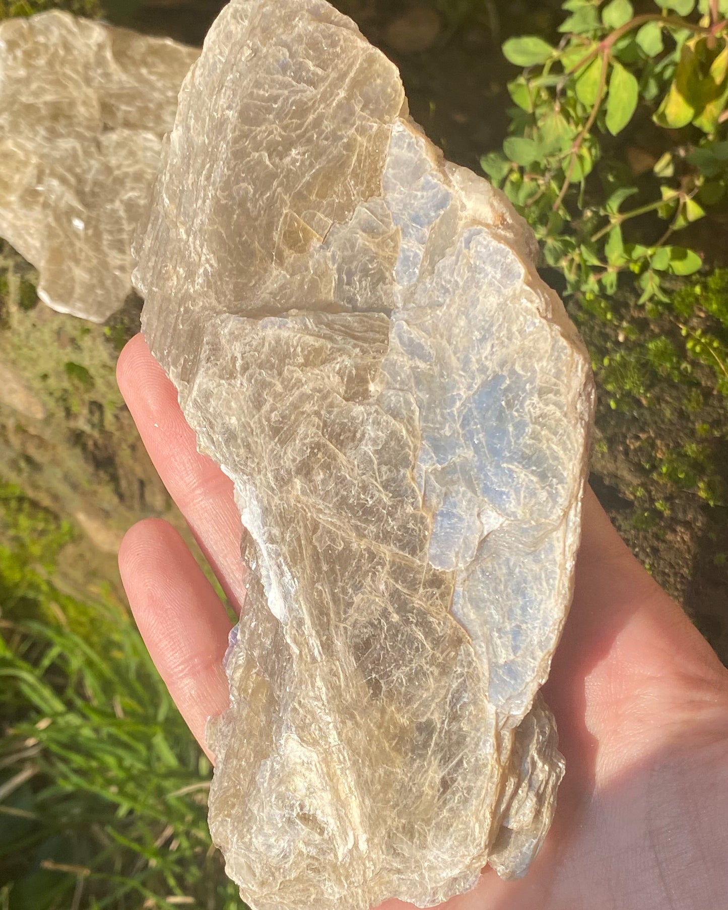 Mica dorata
