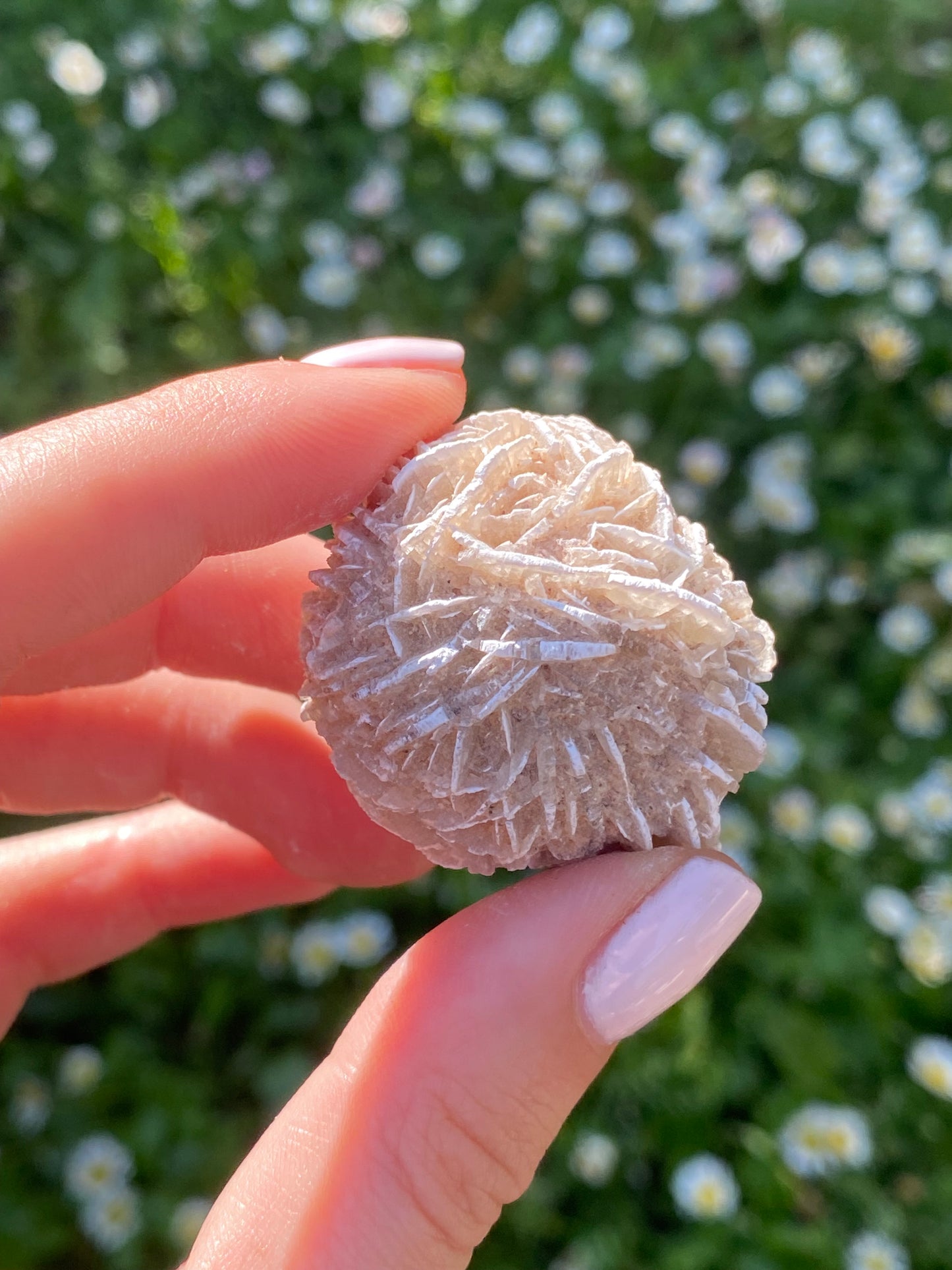 Rosa del deserto