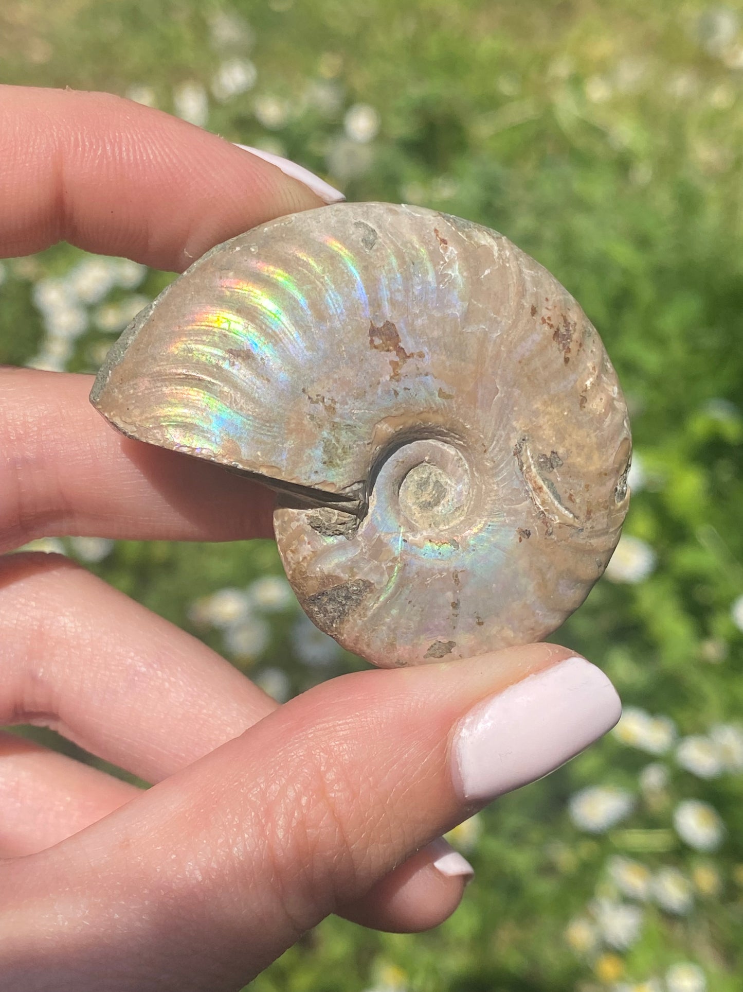 Ammonite fossile