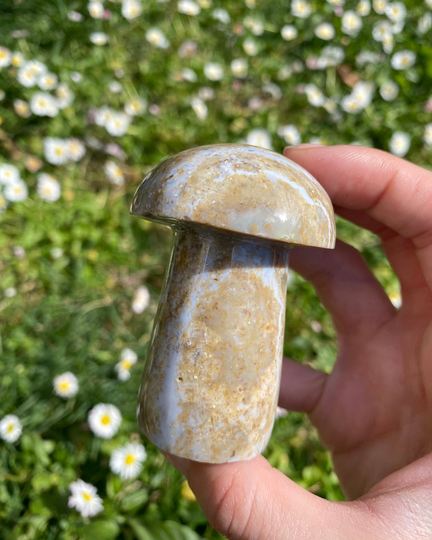 Fungo in diaspro oceano