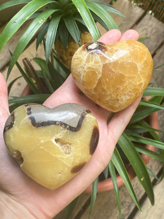 Cuore in septaria