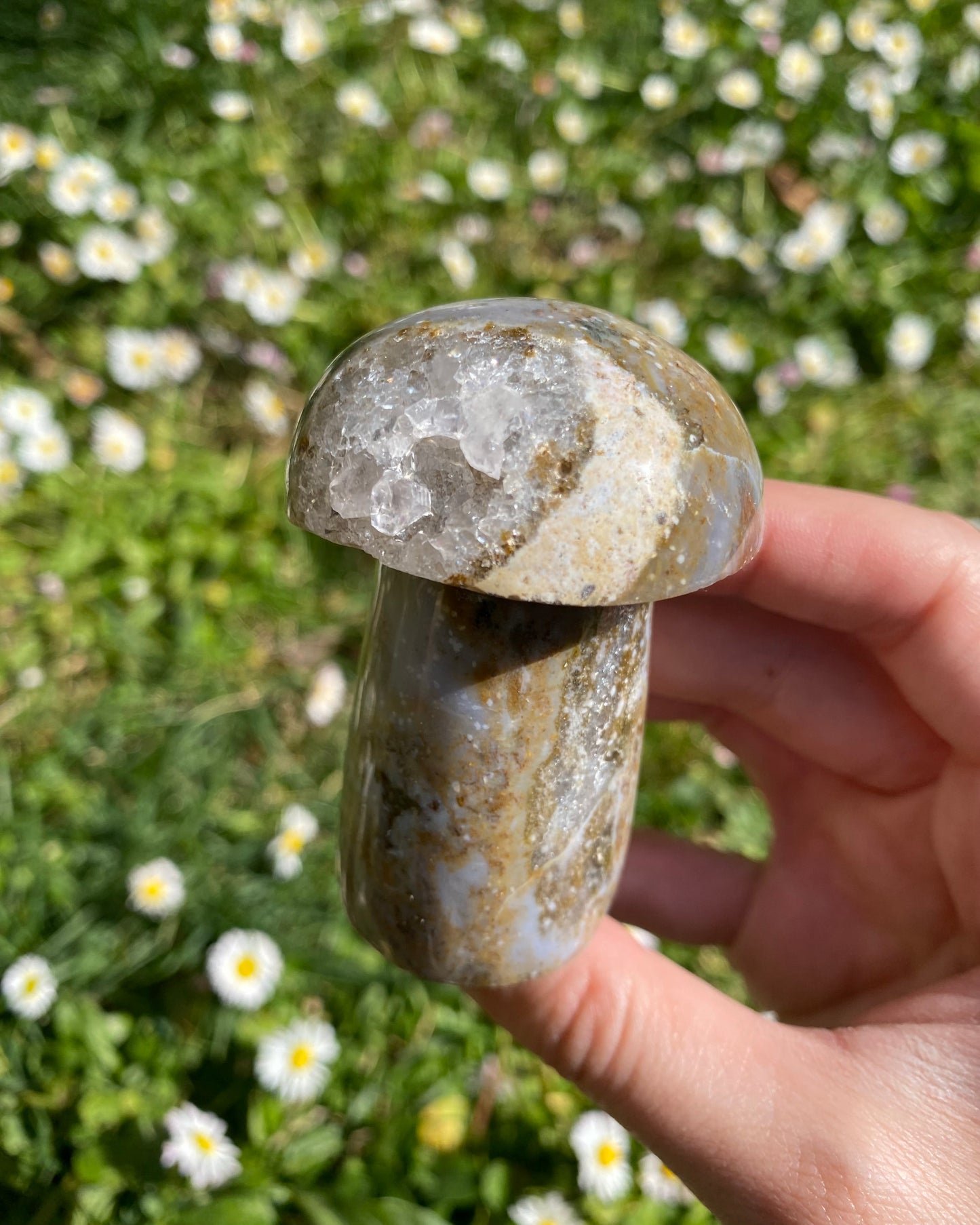 Fungo in diaspro oceano