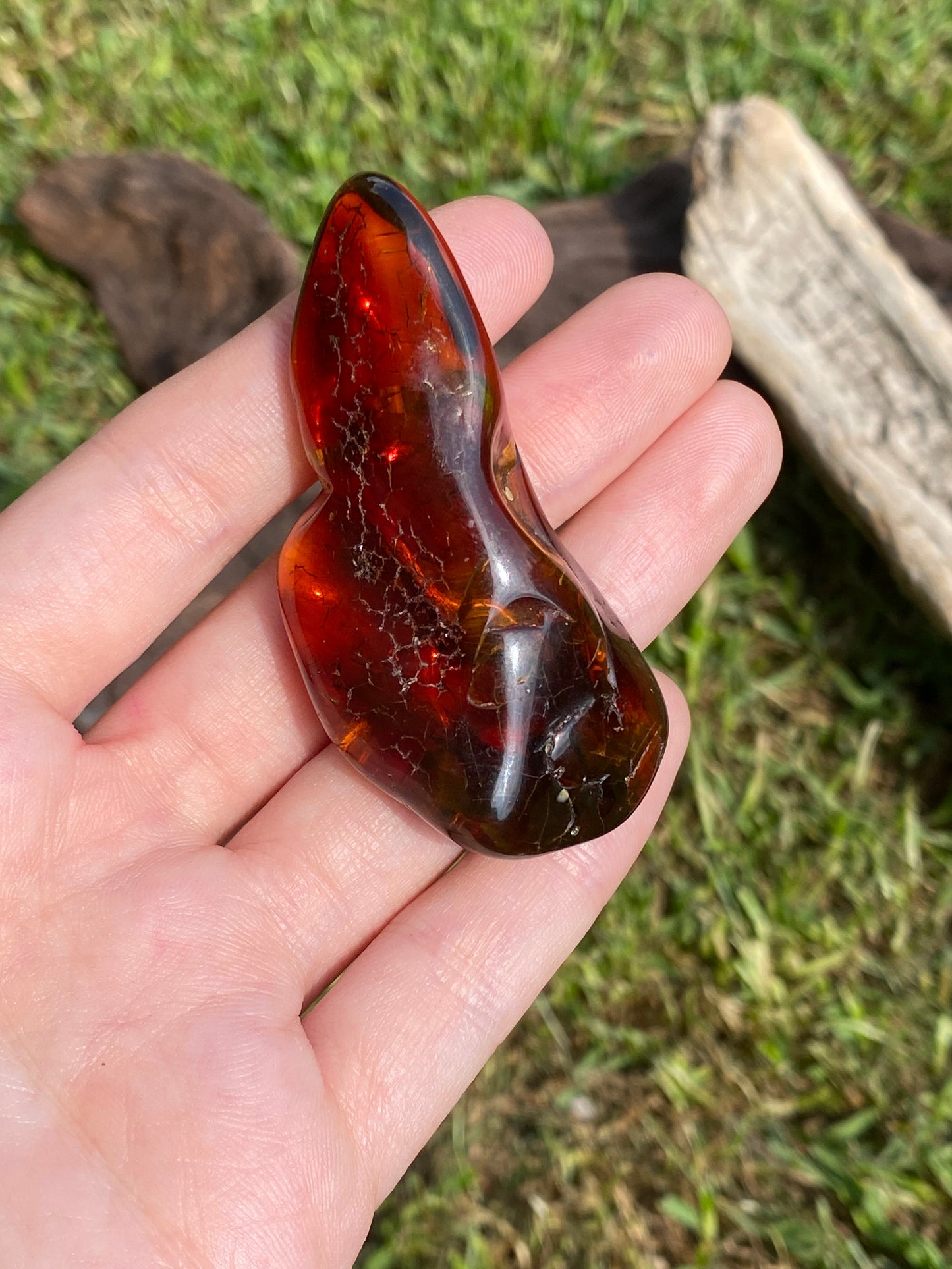 Ambra baltica 14 e 15gr (insetti)