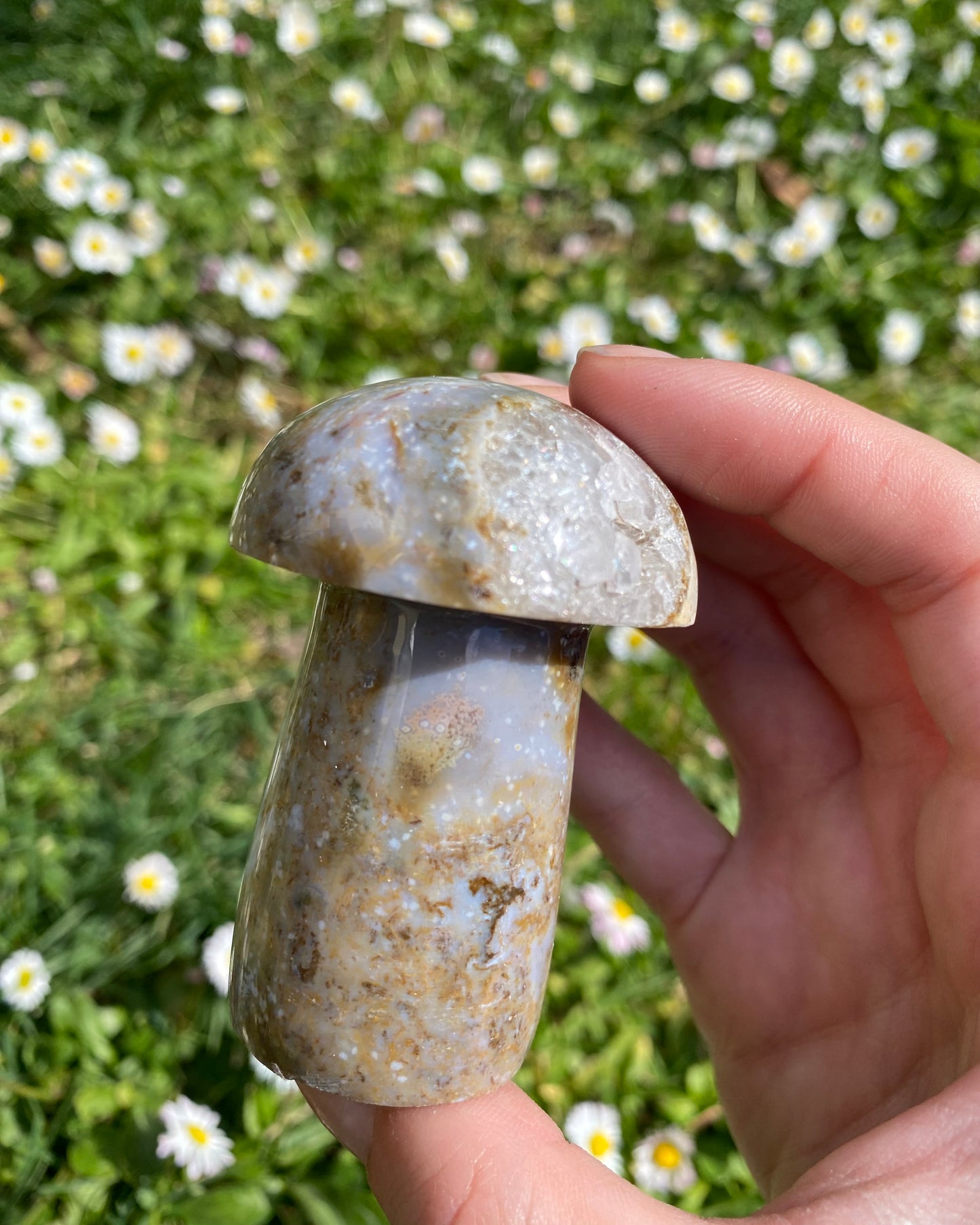 Fungo in diaspro oceano