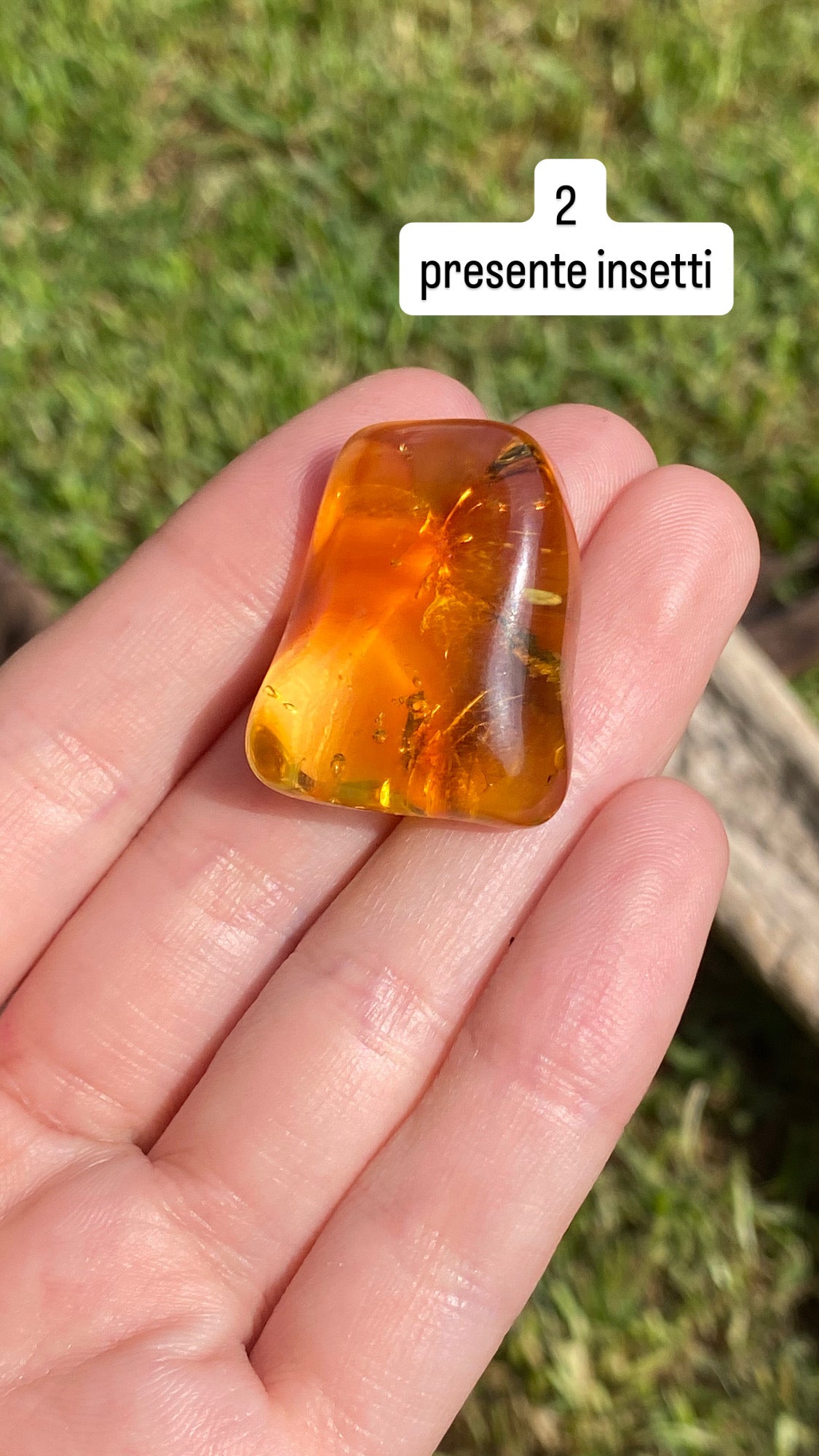 Ambra baltica 6gr
