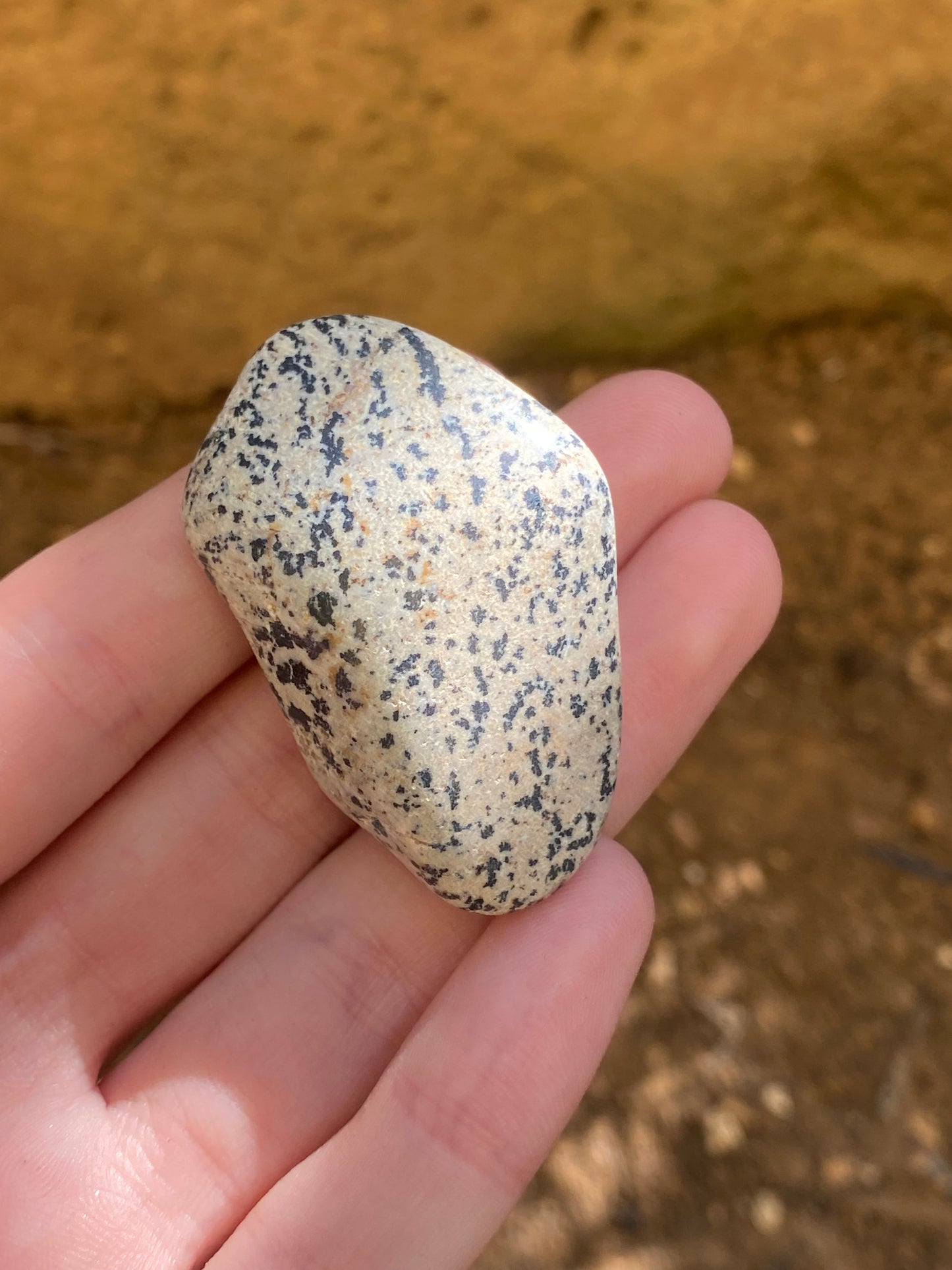 Diaspro dalmata burattato