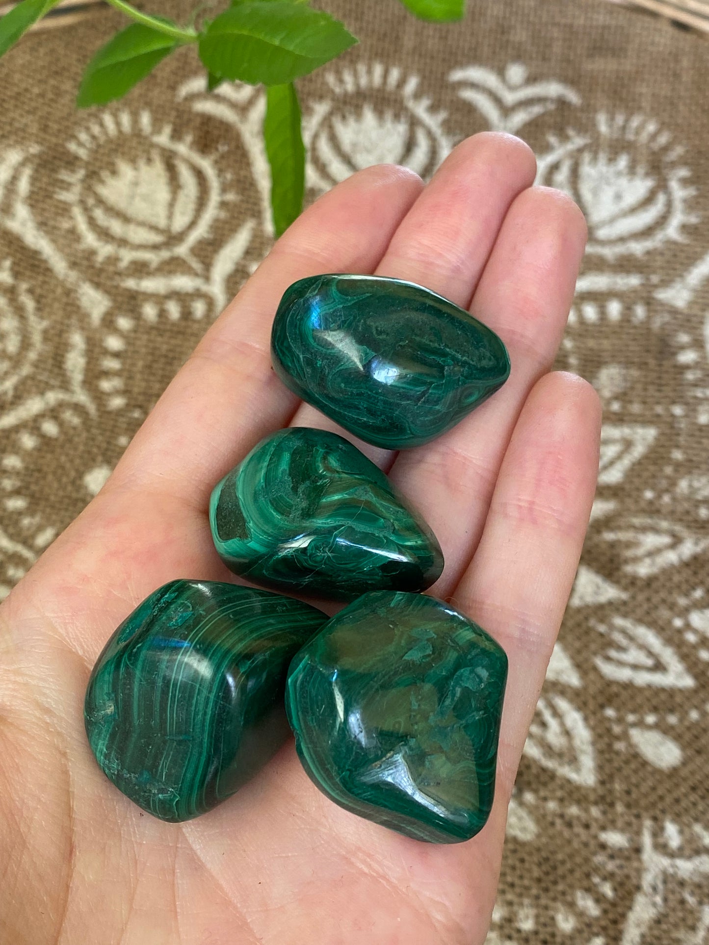 Malachite burattata