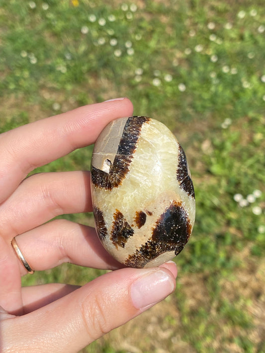 Palmstone in Septaria